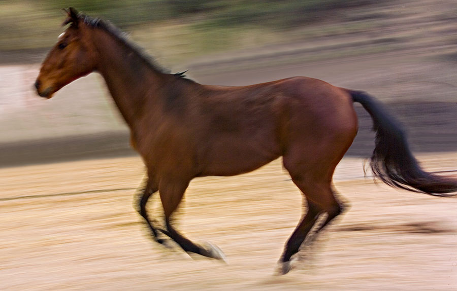 horse